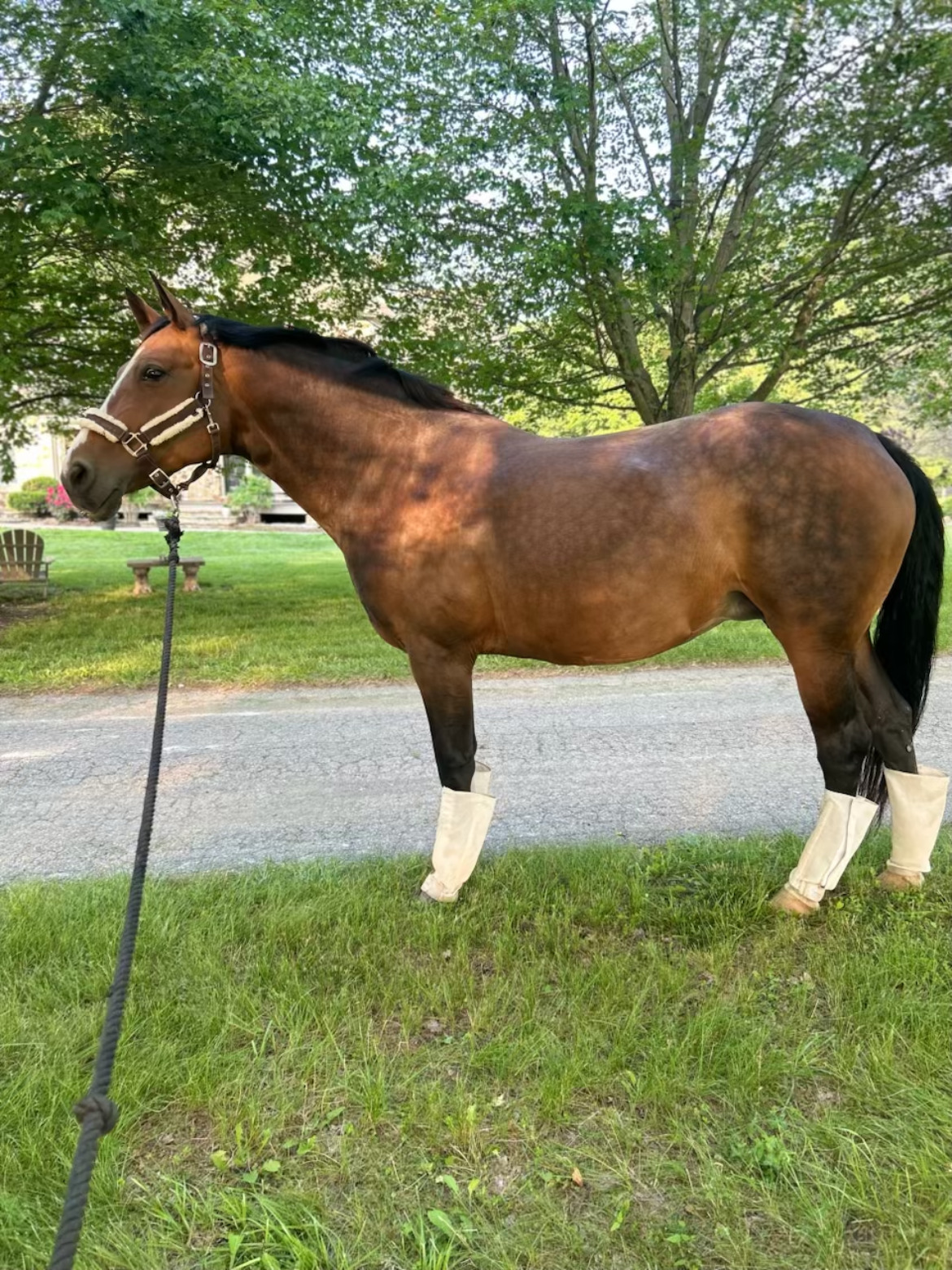 Amy — bay Hanoverian mare