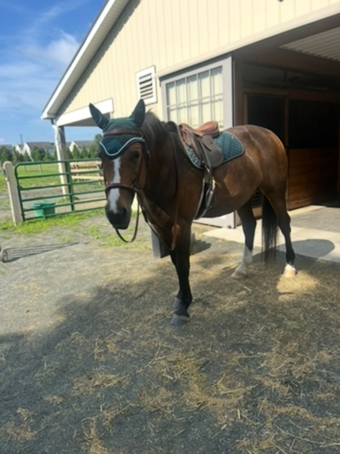 Amy tacked up, ready to work