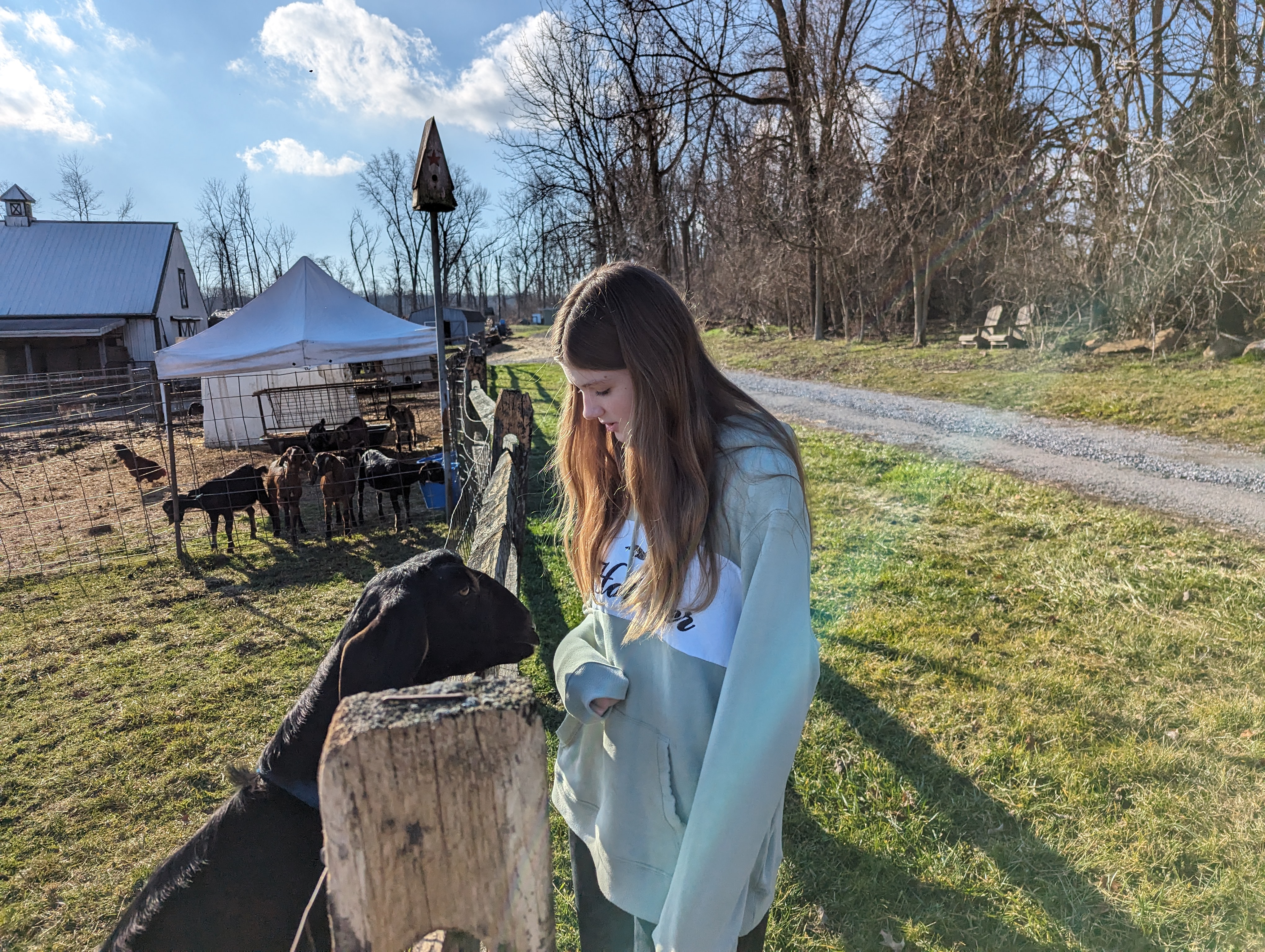 Lily with goats at the farm