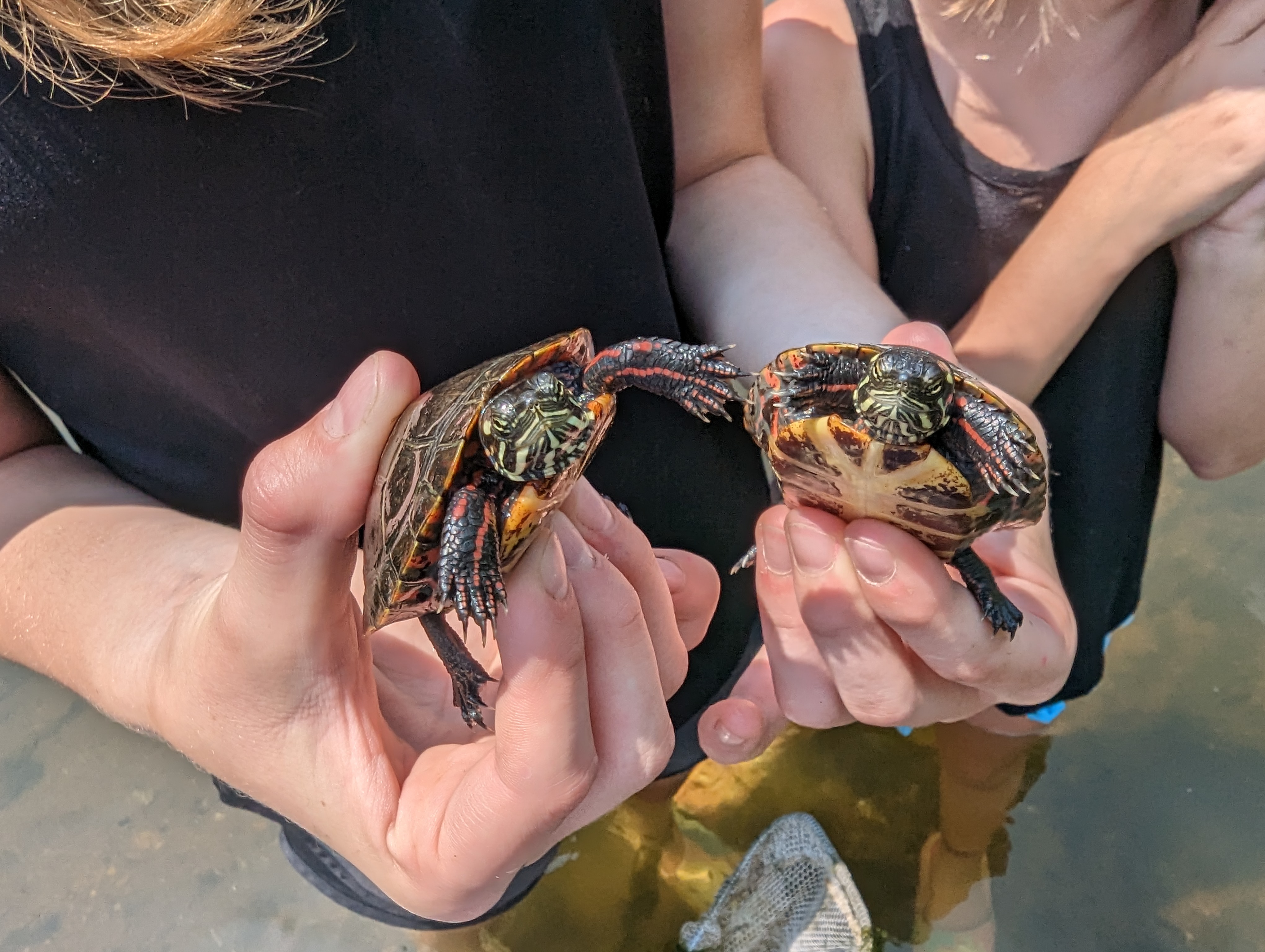 Lily with painted turtles