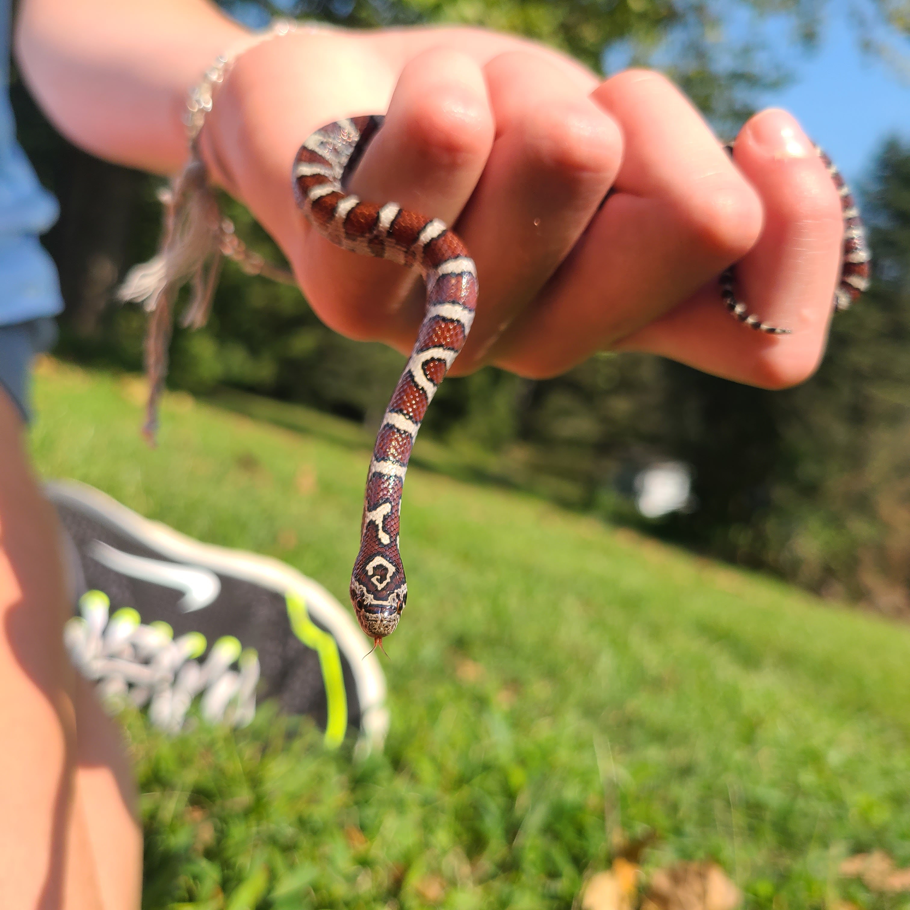 Lily handling a corn snake