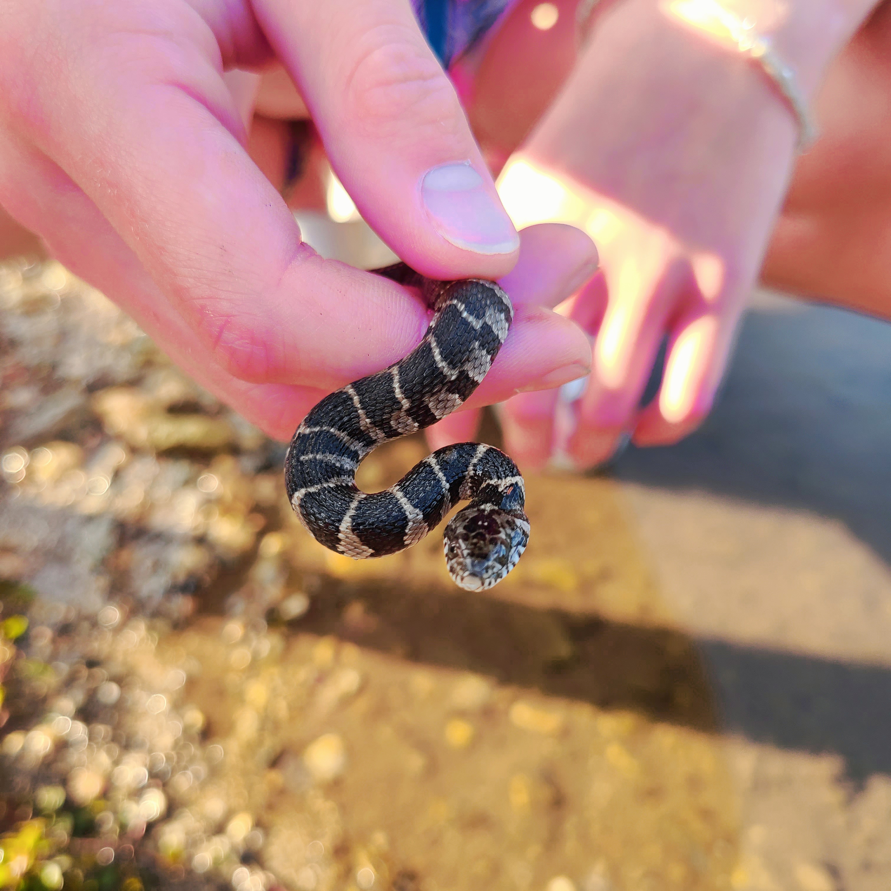 Lily handling a snake