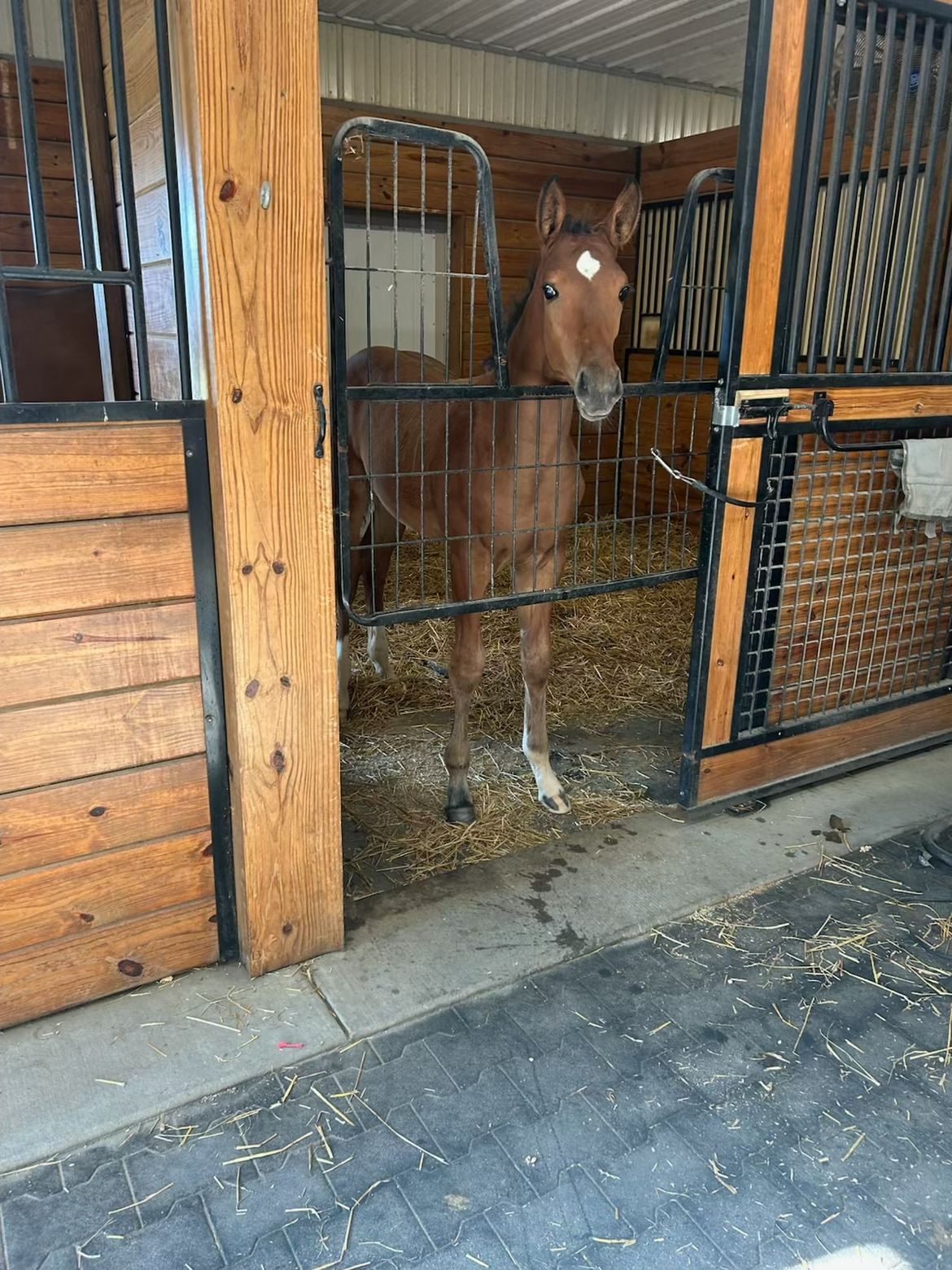 Charlie the chestnut colt