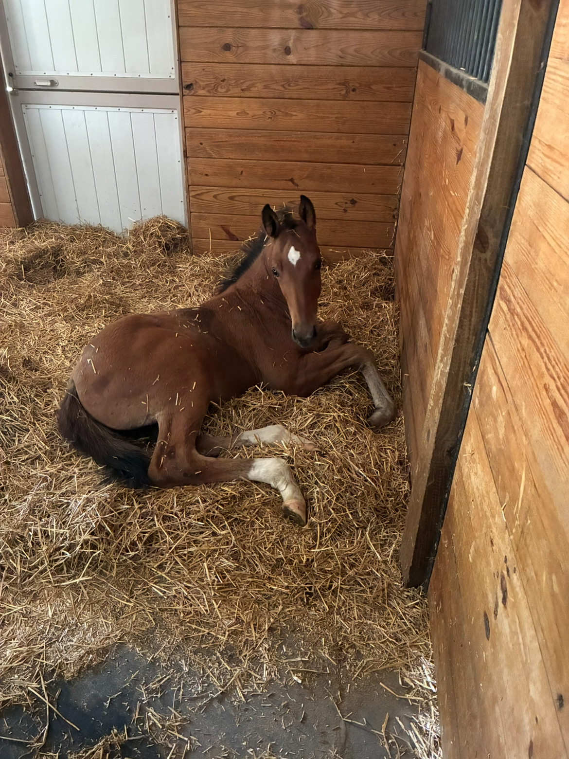 Charlie resting in his stall