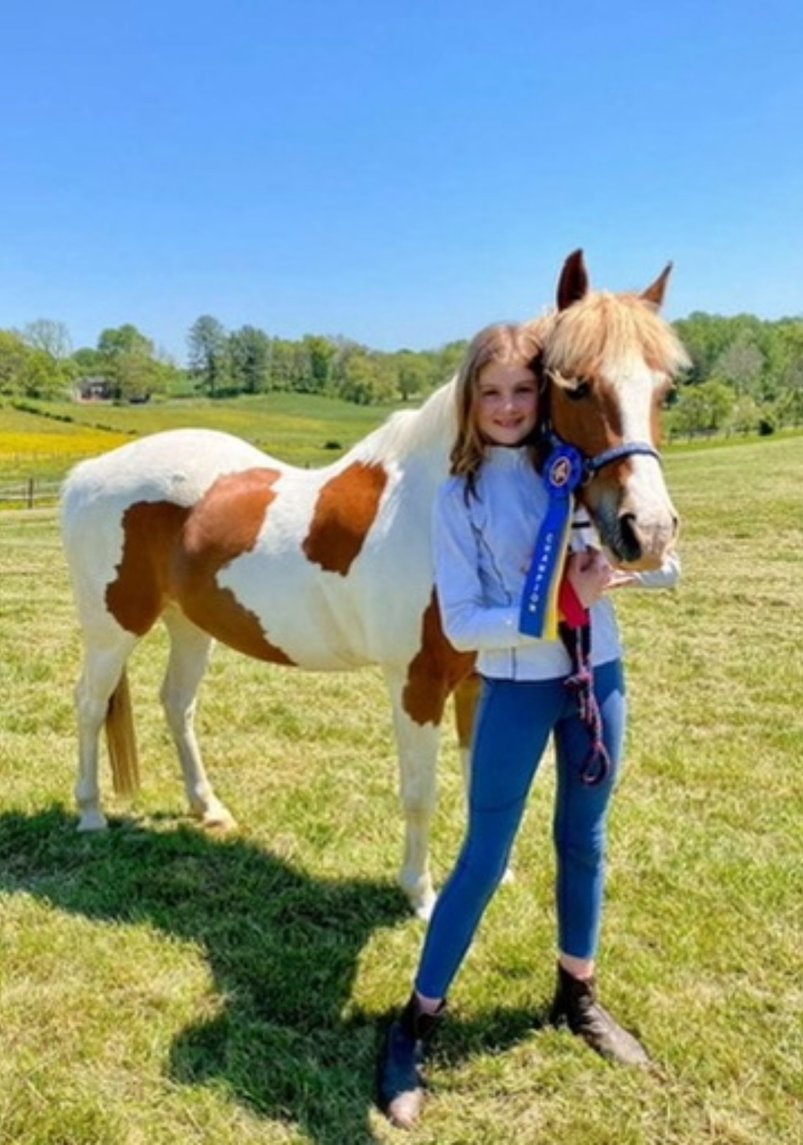 Blue ribbon with paint horse