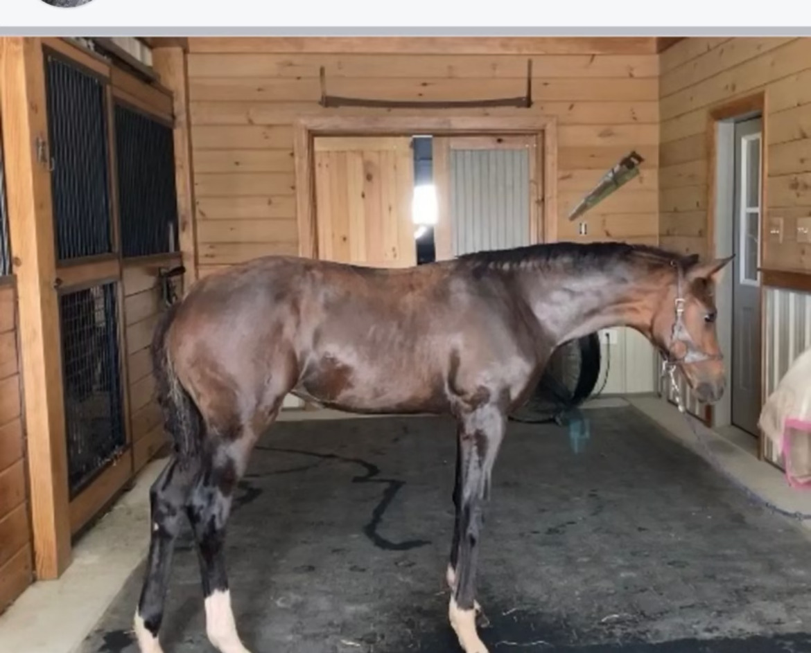 Rhoslyn — young Hanoverian mare